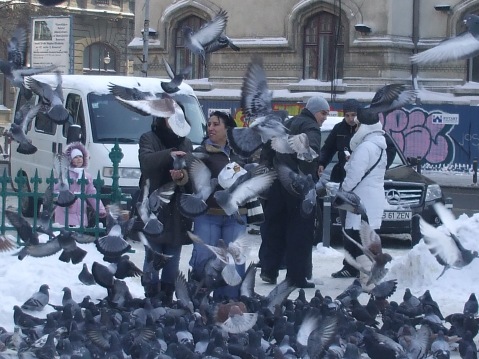 Fearless pigeons in Cismigiu Park